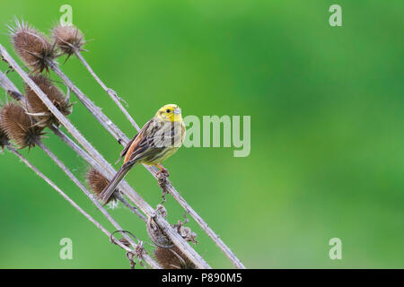 Yellowhammer - Goldammer - Emberiza citrinella ssp. erythrogenys, Kazakhstan Stock Photo