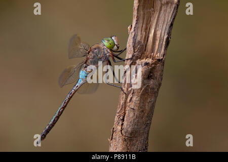 Imago Zuidelijke keizerlibel; Adult Lesser Emperor; Stock Photo