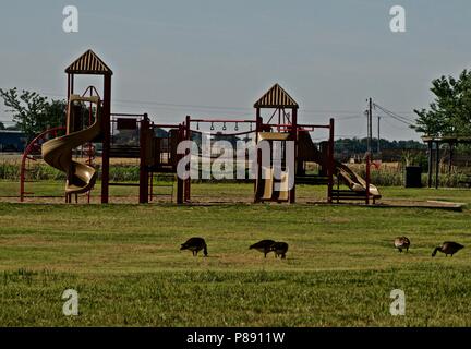 Canada Geese Feeding in Lindsey City Park Children's Playground, Canyon, Texas Stock Photo