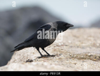 Hybride Bonte Kraai x Zwarte Kraai zittend in zand; Hybrid Hooded Crow x Carrion Crow sitting in sand