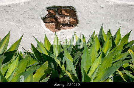 Interesting architectural detail showing a wall with a section of plaster missing exposing brick underneath Stock Photo