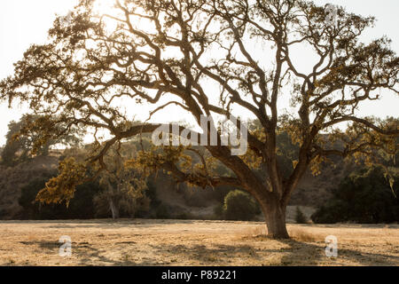 An old giant oak tree in a field drenched in sunlight found in Santa Ynez, California Stock Photo