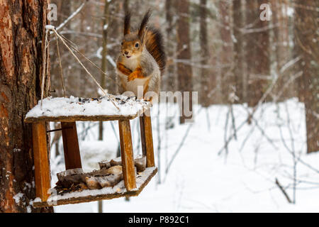 Red squirrel in the winter forest sits on the feeder and there are sunflower seeds. Stock Photo