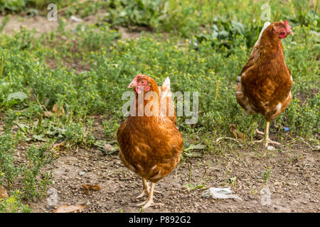 Two variegated hens graze in the garden of a rural farm. Hens of meat eggs breed.A good photo for the site about farming, farm, ranch, animals, birds. Stock Photo