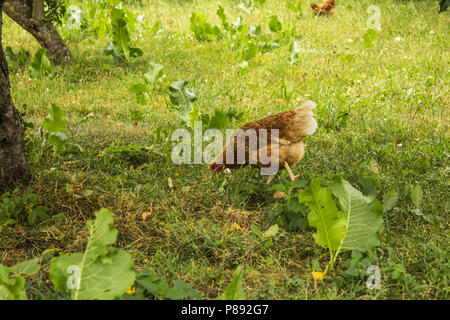 Variegated hen graze in the garden of a rural farm. Hen of meat eggs breed. A good photo for the site about farming, farm, ranch, animals, birds. Stock Photo