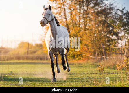 Beautiful arabian horse run gallop in flower meadow Stock Photo