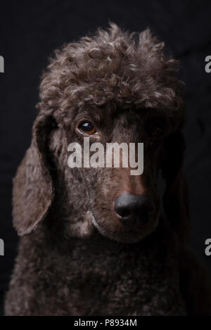 Portrait of a pedigree Female Brown miniature poodle with traditional hair cut Stock Photo