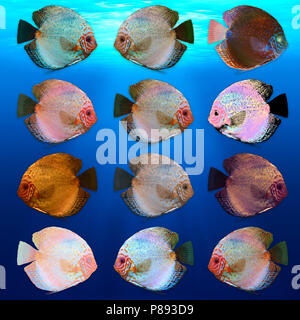 Digitally enhanced image of 12 color variations of Symphysodon, (colloquially known as discus) fresh water aquarium fish. Stock Photo