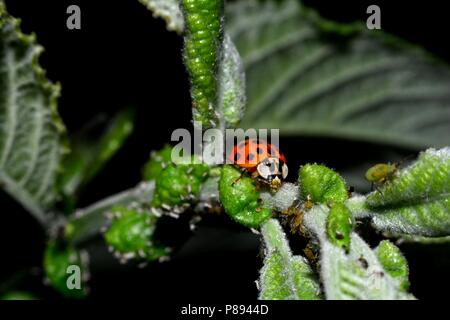 Ladybird on green leaf with many aphids Stock Photo