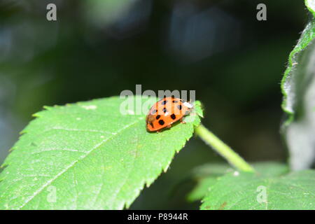 Ladybird on green leaf in nature with many copyspace Stock Photo