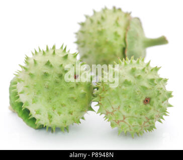 Medicinal Datura fruits over white background Stock Photo