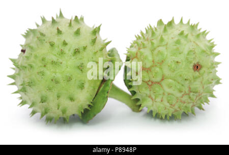 Medicinal Datura fruits over white background Stock Photo