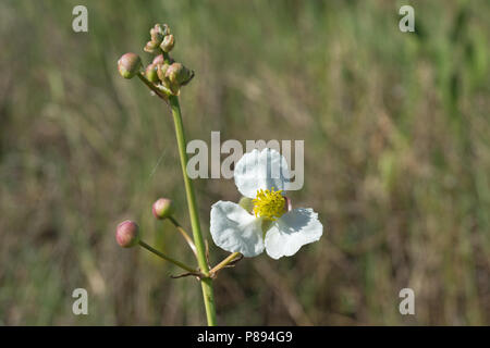 Sagittaria lancifolia (bulltongue arrowhead). Colt Creek State Park. Florida. Stock Photo