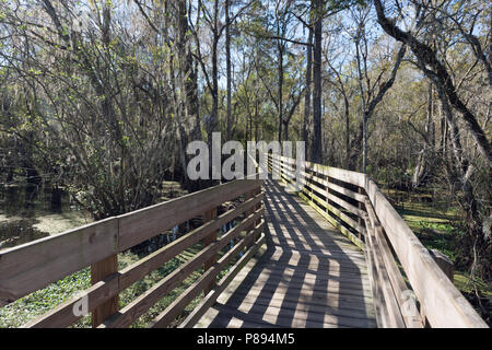 Boardwalk in swamp in Lettuce Lake Park near Tampa, Florida Stock Photo