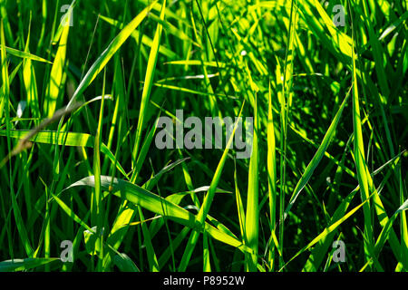 Sunlit blades of summer grasses in the light of the setting sun. Stock Photo