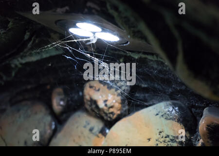 Spider web in a cage over led light. Stock Photo