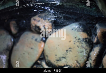 Spider web in a cage over led light. Stock Photo