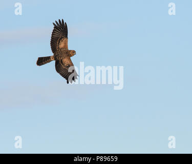 A juvenile Spotted Harrier soars above. Stock Photo