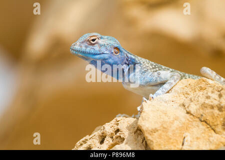 Sinai Agama - Sinai Agame - Pseudotrapelus sinaitus, Oman Stock Photo