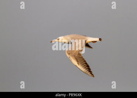 Slender-billed Gull - Dünnschnabelmöwe - Larus genei, Oman, 1st Winter ...