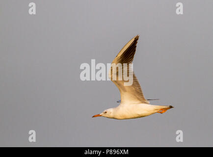 Slender-billed Gull - Dünnschnabelmöwe - Larus genei, Oman, 1st Winter ...