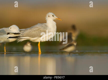Slender-billed Gull - Dünnschnabelmöwe - Larus genei, Oman, 1st Winter Stock Photo