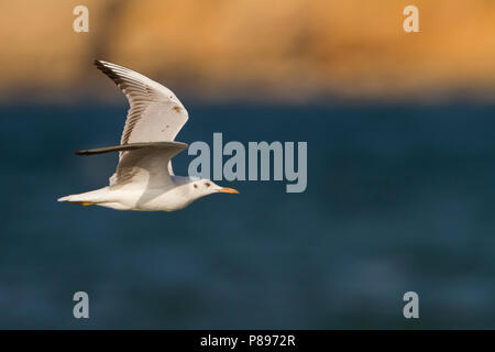 Slender-billed Gull - Dünnschnabelmöwe - Larus genei, Oman, 1st Winter Stock Photo