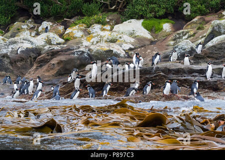 A group of Snares Penguins (Eudyptes robustus) in a breeding colony on The Snares, a subantarctic Island group south off New Zealand Stock Photo