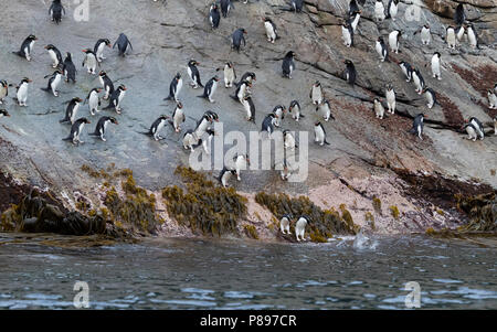 Snares Penguins (Eudyptes robustus) walking down penguinslope on The Snares, a subantarctic Island group south off New Zealand, into the ocean. Stock Photo