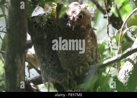 Pair of Sokoke Scops Owl (Otus ireneae) at day-time roost in Cynometra-Manilkara forest, part of Sokoke Forest, Kenya. Stock Photo