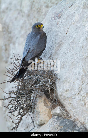 Sooty Falcon - Schieferfalke - Falco concolor, Oman, adult Stock Photo