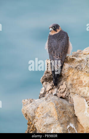 Sooty Falcon - Schieferfalke - Falco concolor, Oman, adult Stock Photo
