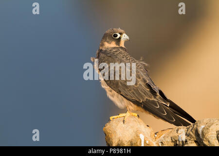 Sooty Falcon - Schieferfalke - Falco concolor, Oman, juvenile Stock Photo
