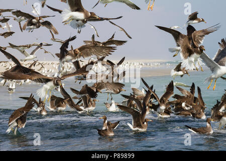 Sooty Gull - Hemprichmöwe - Larus hemprichii, Oman Stock Photo
