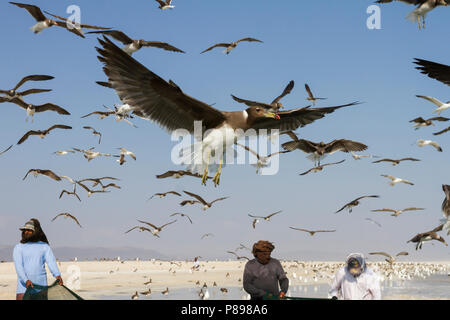 Sooty Gull - Hemprichmöwe - Larus hemprichii, Oman Stock Photo