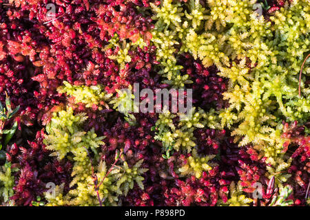 Hoogveenvenmos en Wtattig veenmos, Magellanic bogmoss and Papillose Bog-moss Stock Photo