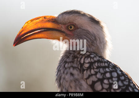 Yellow billed hornbill close up  portrait of funny Kruger bird Stock Photo