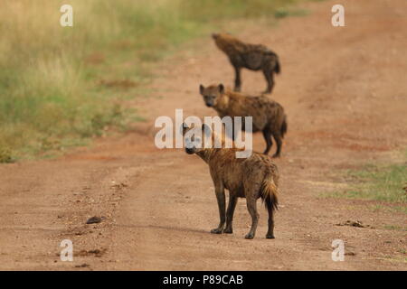 Hyena pack of three on the dirst road of Kenya Masai Mara Stock Photo