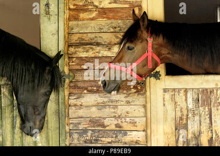 close up shot of a couple of horse's heads Stock Photo