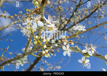 Cherry Plum (Prunus cerasifera) flowers on a small tree. Powys, Wales. April. Stock Photo
