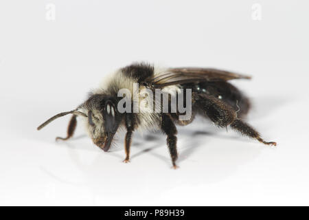 Ashy Mining-bee (Andrena cineraria) adult female photographed on a white background. Powys, Wales. May. Stock Photo