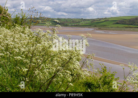 Cow Parsley (Anthriscus sylvestris) flowering near the coast. Carmarthenshire, Wales. May. Stock Photo