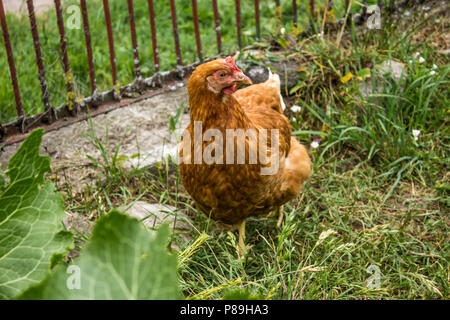 Variegated hen graze in the garden of a rural farm. Hen of meat eggs breed. A good photo for the site about farming, farm, ranch, animals, birds. Stock Photo