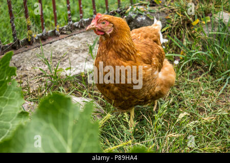 Variegated hen graze in the garden of a rural farm. Hen of meat eggs breed. A good photo for the site about farming, farm, ranch, animals, birds. Stock Photo