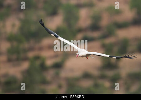 White Stork - Weissstorch - Ciconia ciconia ssp. ciconia, Morocco, adult in flight during migration Stock Photo