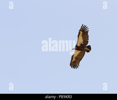 A White-Rumped Vulture (Gyps bengalensis) in flight, a Critically Endangered Indian species. Stock Photo