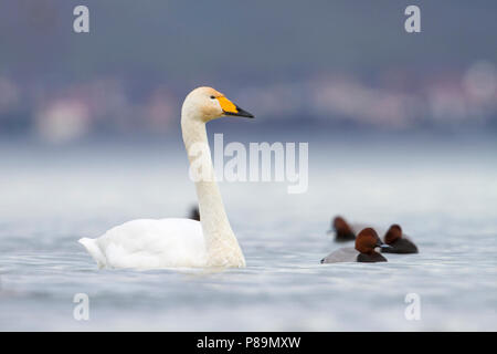 Whooper Swan - Singschwan - Cygnus cygnus, Switzerland, adult Stock Photo