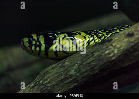 Spilotes pullatus, commonly known as the caninana, chicken snake, yellow rat snake, or serpiente tigre, is a species of large nonvenomous colubrid sna Stock Photo