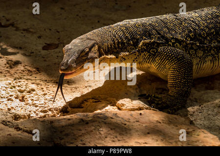 Asian Water Monitor Lizard as known as Malayan water monitor, common ...
