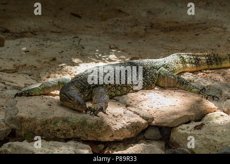 Asian Water Monitor Lizard as known as Malayan water monitor, common ...